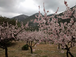 Typical Spring almond blossom