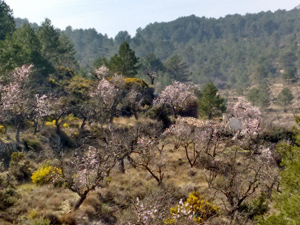 Almond blossom in February