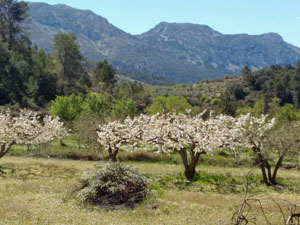 Cherry blossom in valley and Serella ridge
