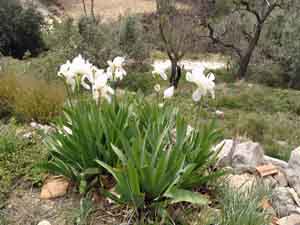 Wild white Iris